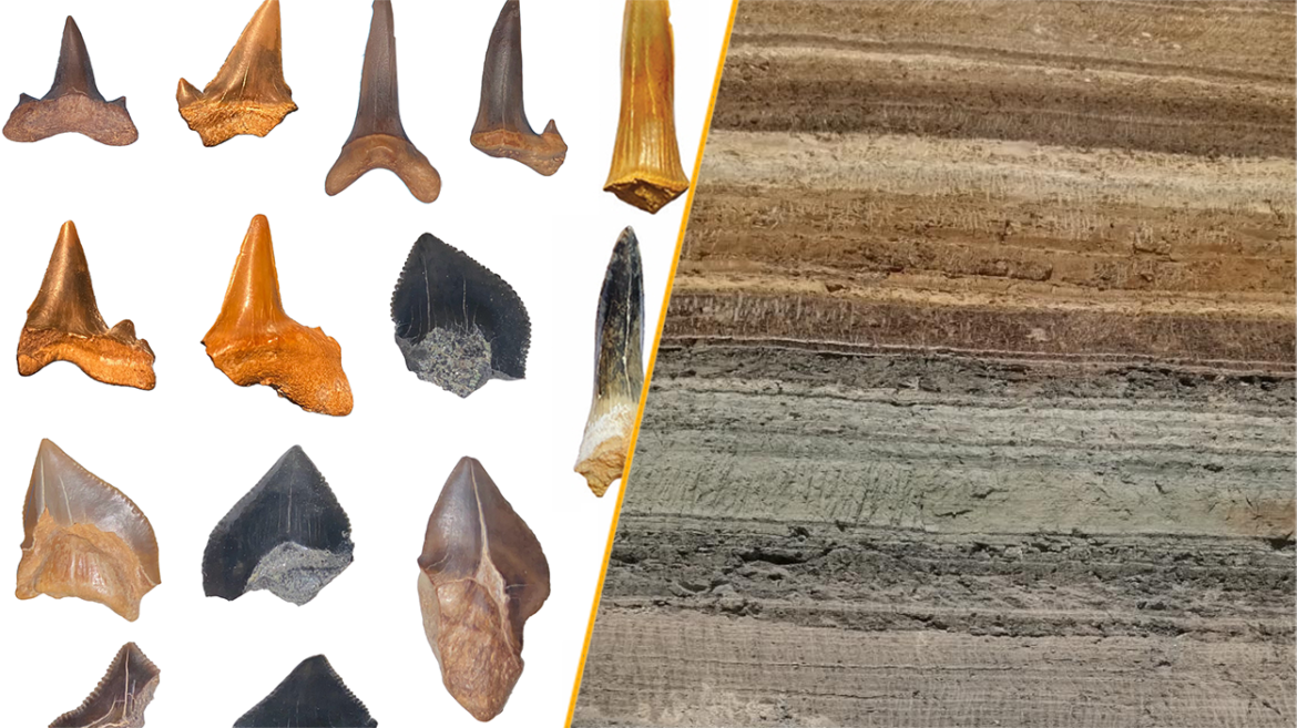 A split image showing a selection of the shark tooth fossils and the location in the Egyptian desert where they were found