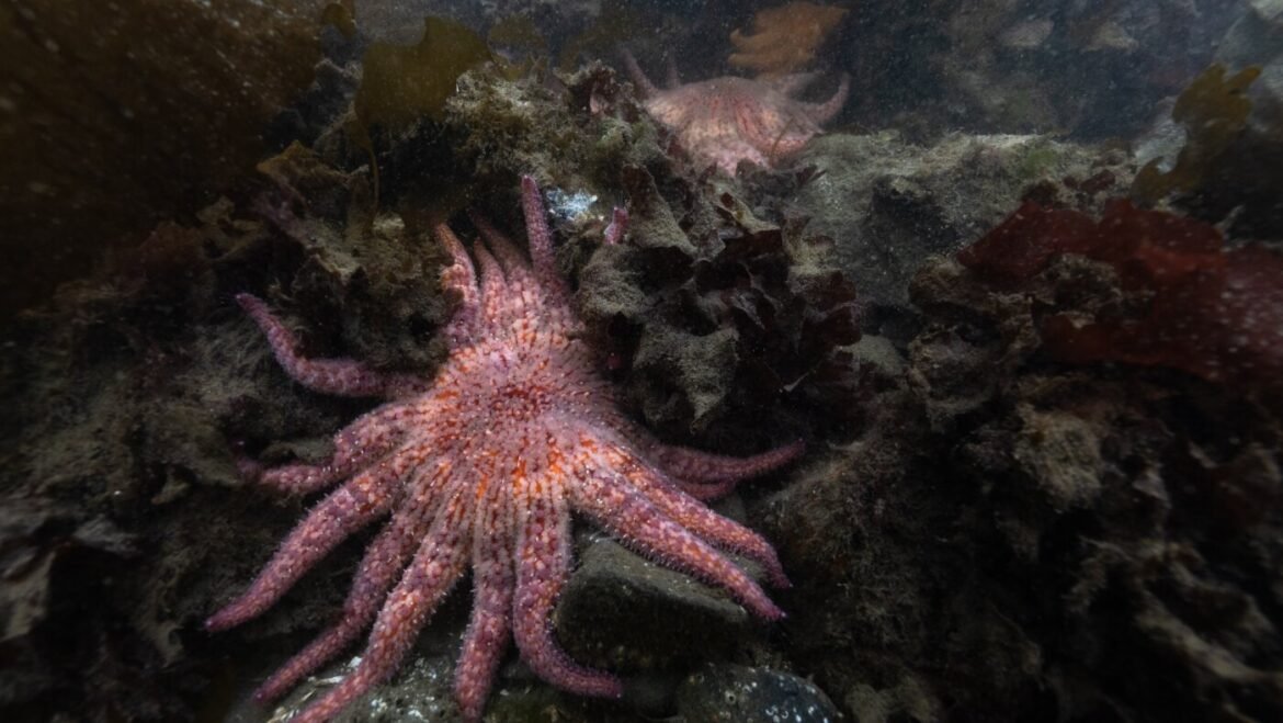 Bacteria killed billions of sea stars. A Northwest tribe has stepped in to help : NPR