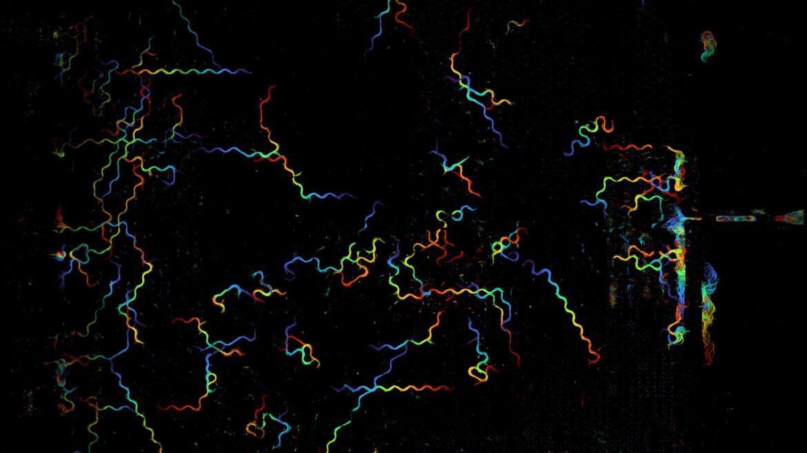 Trajectories (color-coded by time) of a few dozen C. elegans freely moving across a field of view greater than 5 square centimeters.