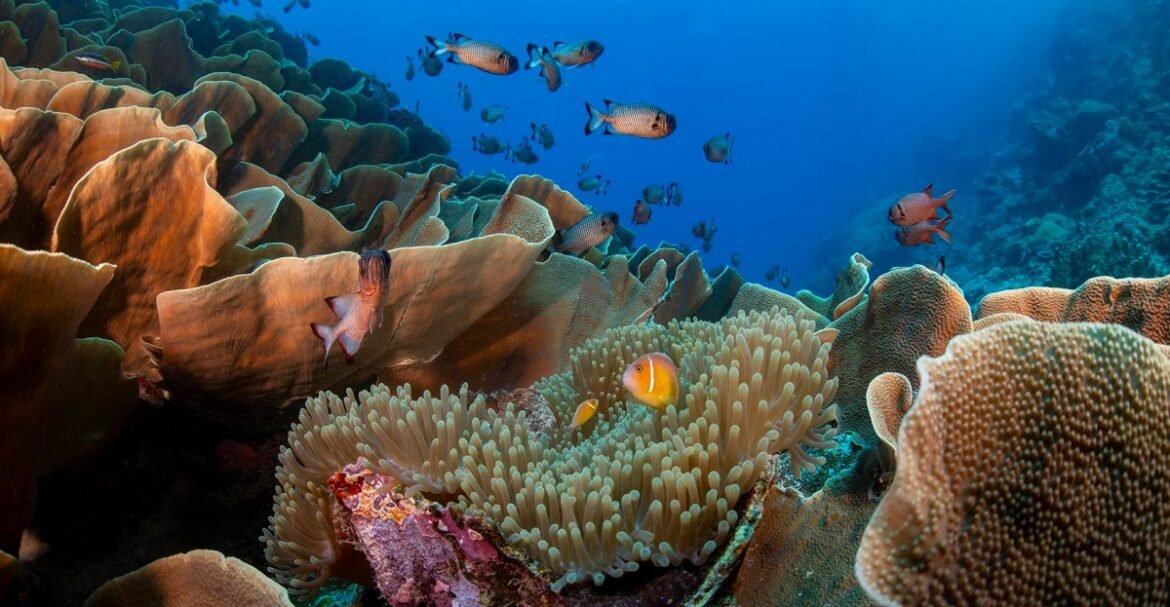 Climate change is undermining coral reef restoration. Could picnic coolers help?