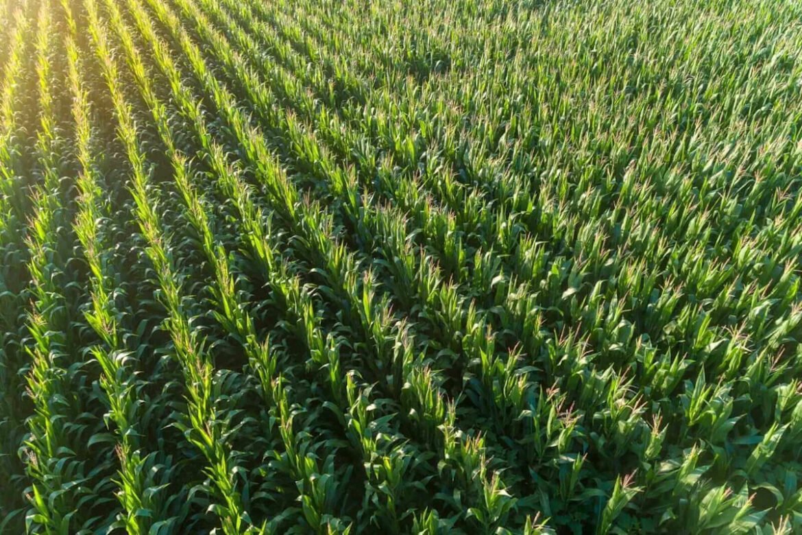 Corn Belt Weather and an Upcoming Trump-Xi Summit Are Driving Grains Prices Now