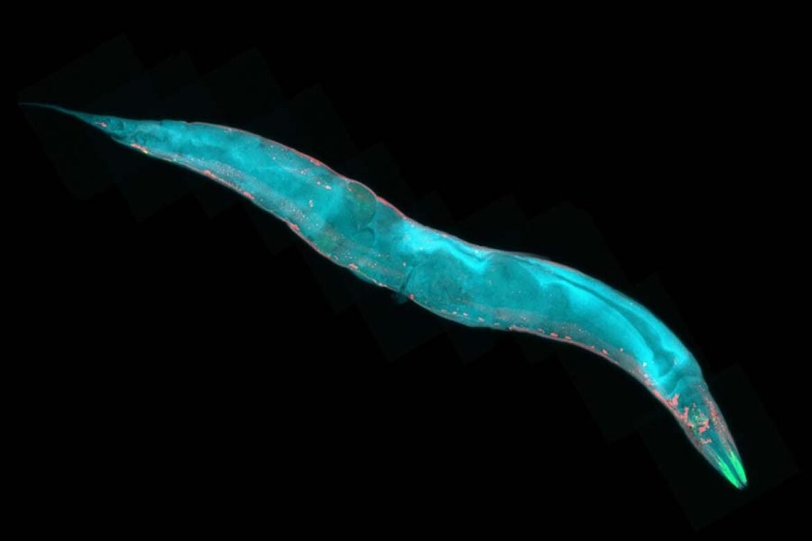 DNA shaper steers nervous system development | MIT News