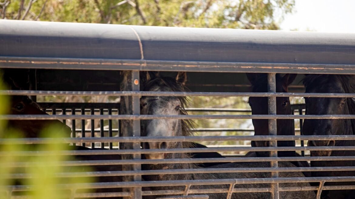 Federal government thins the herds of wild horses in Colorado : NPR