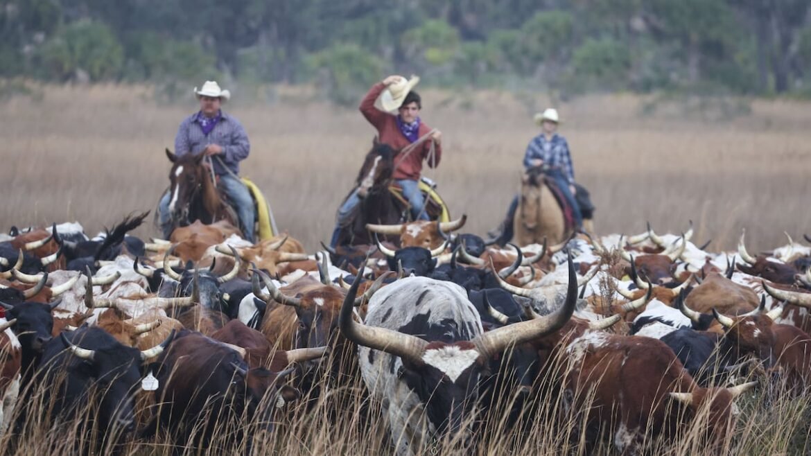 Florida cattle ranchers push back on Trump’s beef import plan