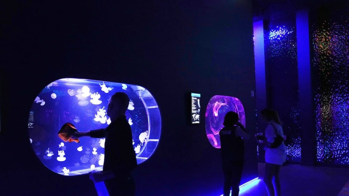 Florida’s Jellyfish Museum is dedicated solely to the mesmerizing floating predators