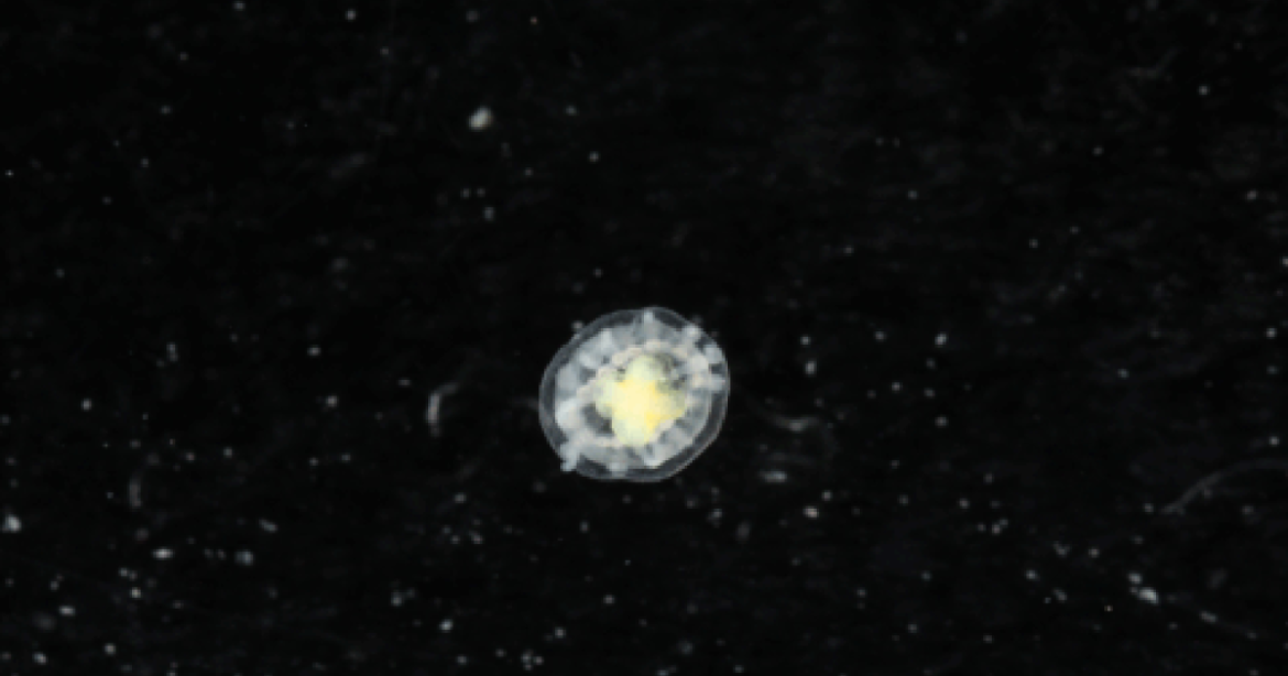 Good Luck Trying to Kill This Jellyfish – Mother Jones