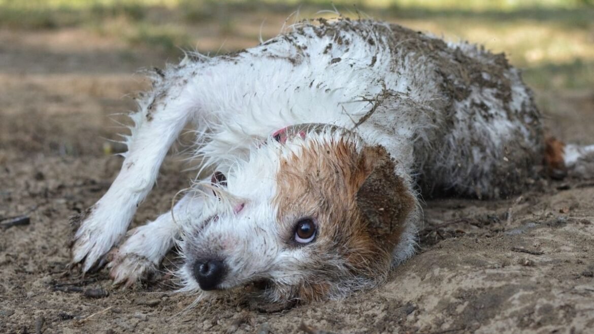 How Does Your Dog Impact Your Family's Health? Here's What We Know. : ScienceAlert