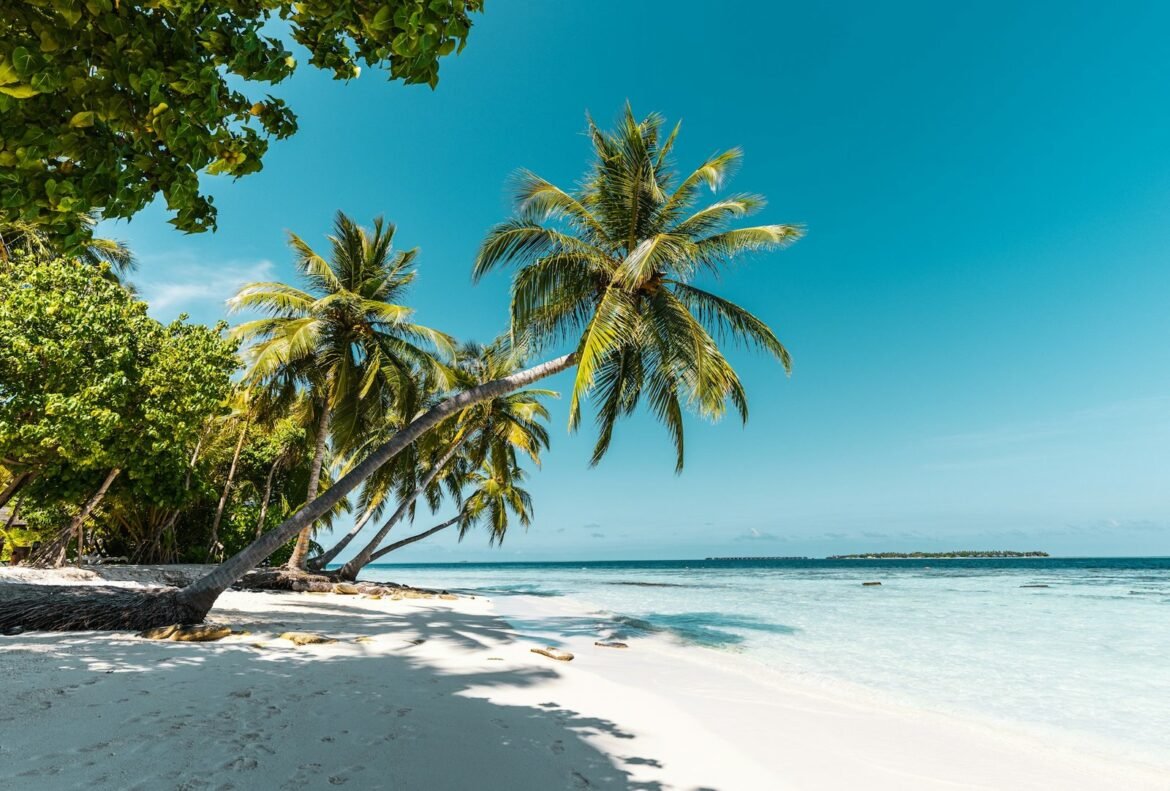 Tropical beach with Palm Trees