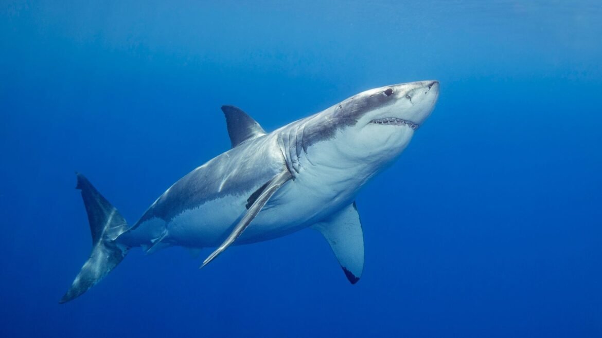 A great white shark photographed off Guadalupe Island, Mexico