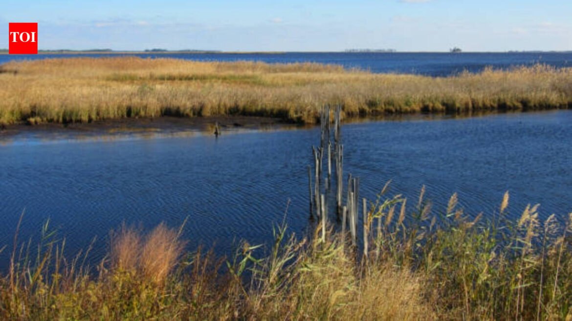 In 1954, aviation pioneer Glenn L. Martin donated over 2,500 acres of his Chesapeake Bay hunting preserve; today the refuge spans 4,548 acres and protects migratory birds