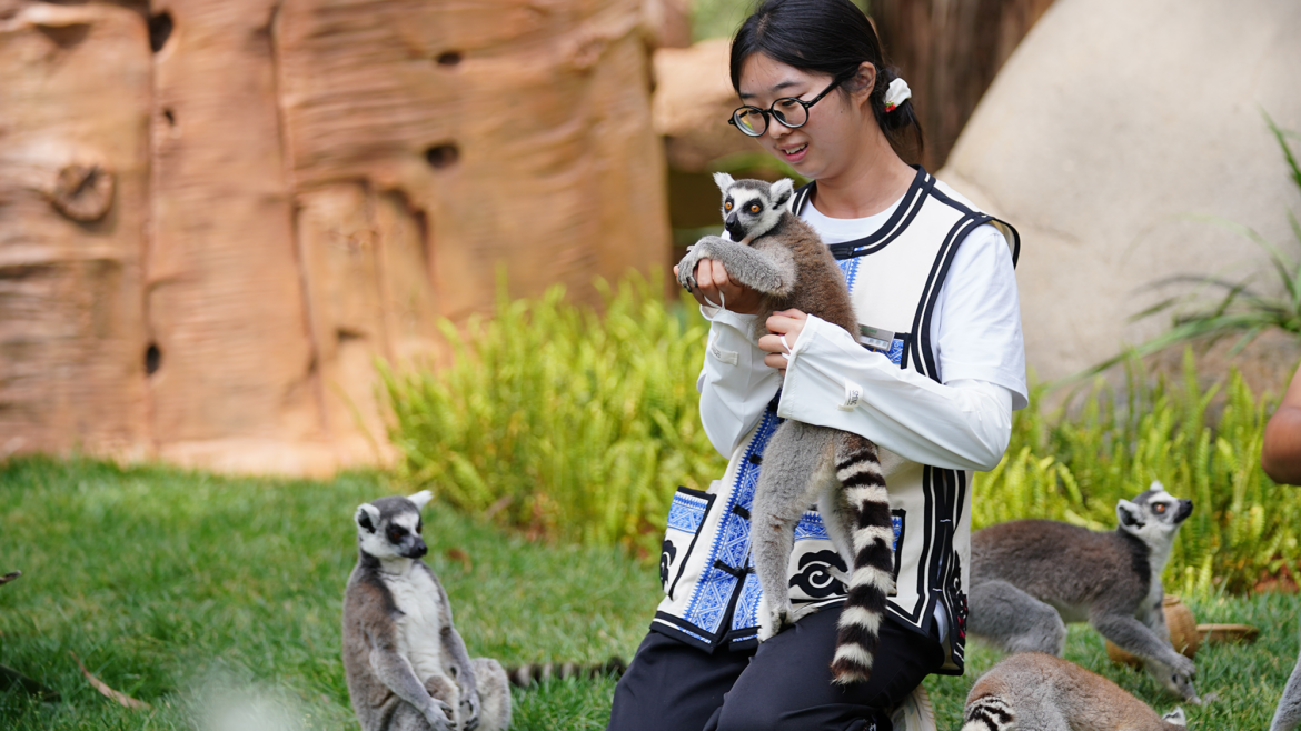 Lemur used in 'lemur yoga' session dies of human herpesvirus, study finds