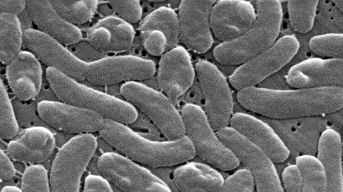 Make It Make Sense: What is flesh-eating bacteria?