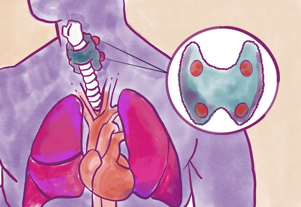 Meet the Parathyroid | News