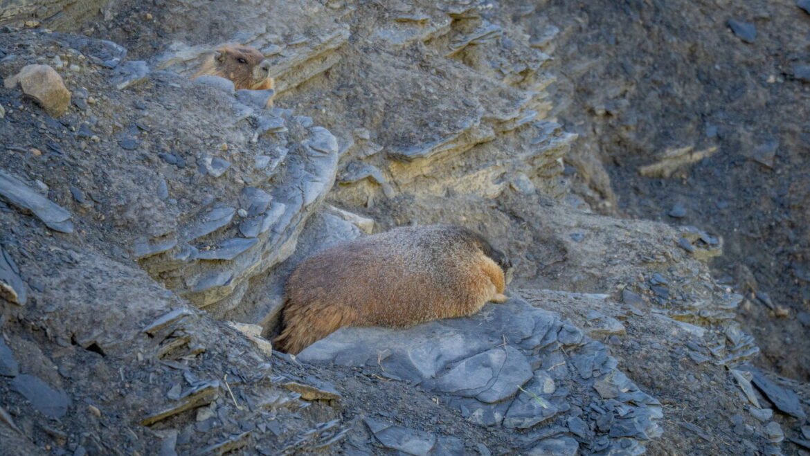 Meet the inaugural winner of Fat Marmot Week : NPR