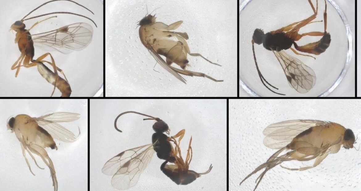 New species in New York City? Here’s what we’ve found so far.