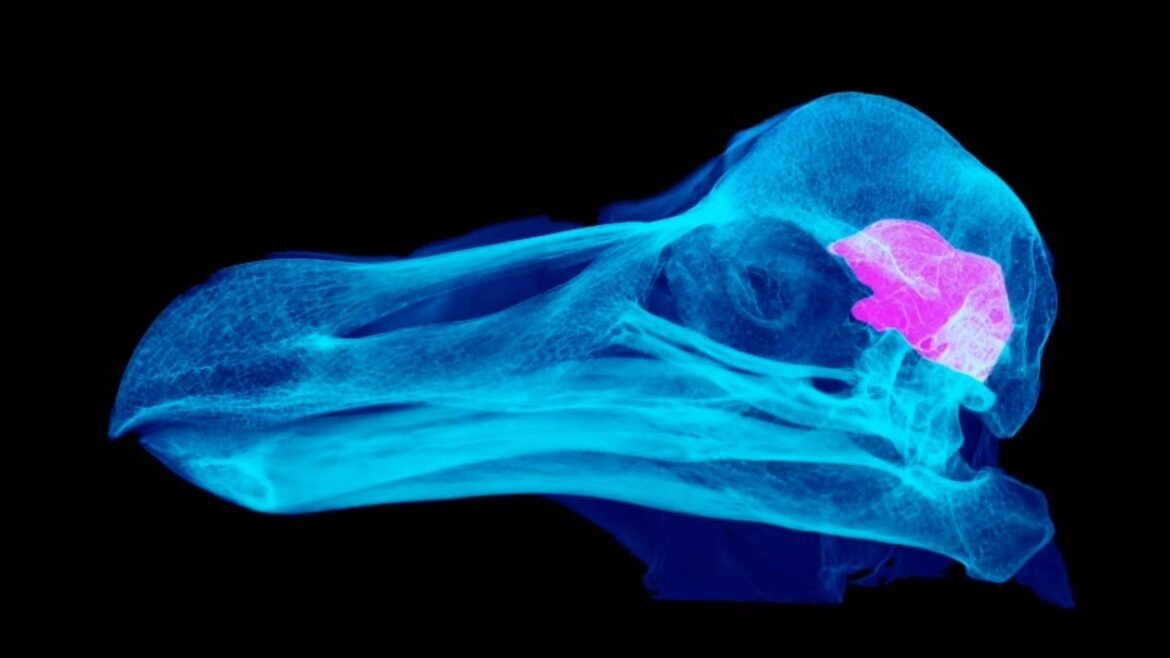Nocturnal dodo? Study suggests we were very wrong about Mauritius' iconic flightless bird