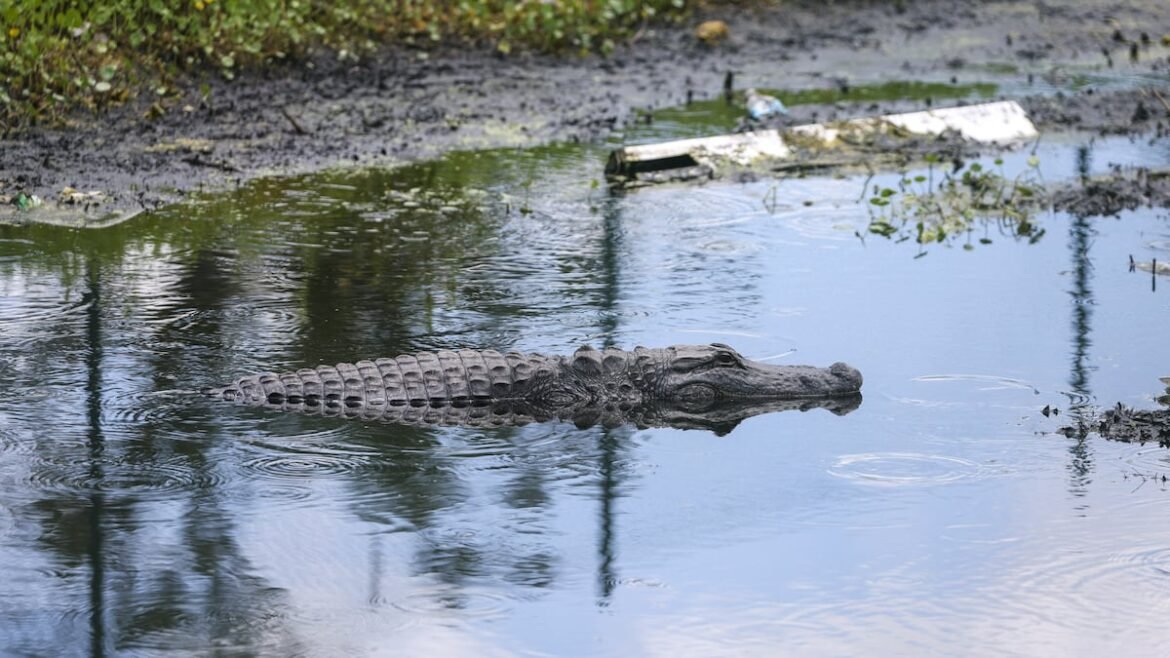 Paradise with predators? How Florida can live with alligators next door