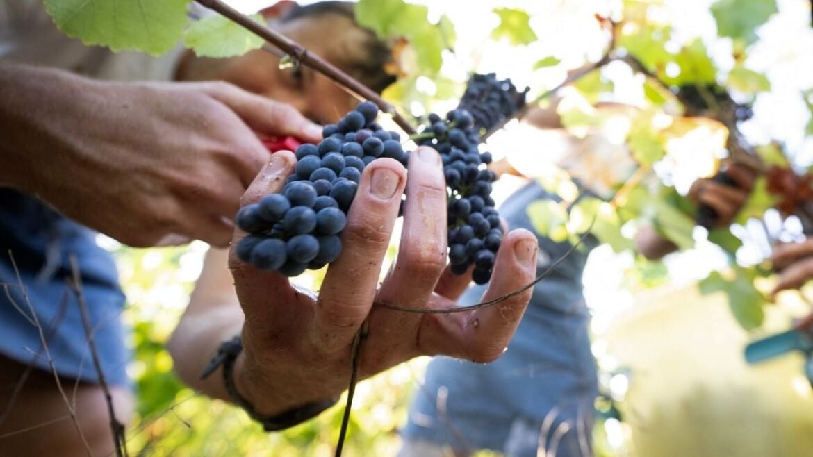 Pinot Noir Might Be Doomed as Droughts Become More Frequent : ScienceAlert