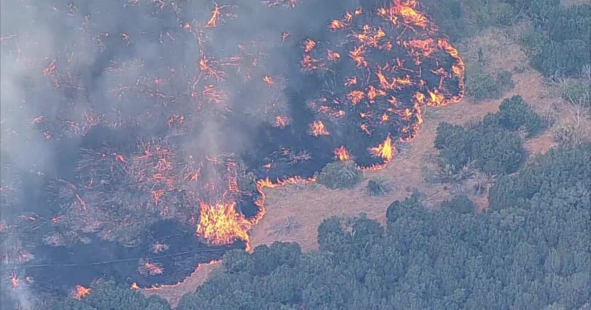 Ross Fire explodes to over 80,000 acres in North Texas, forcing evacuations and school closures