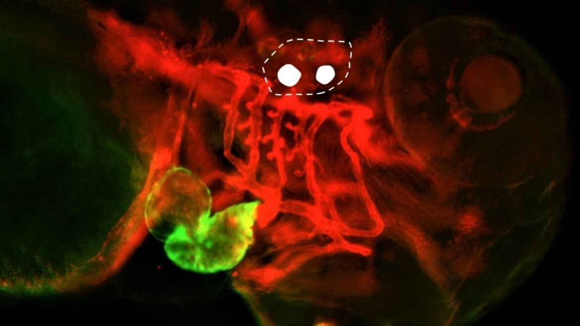 Scientists Wiggled a Fish's Earbones With Light – And Changed Its Heartbeat : ScienceAlert