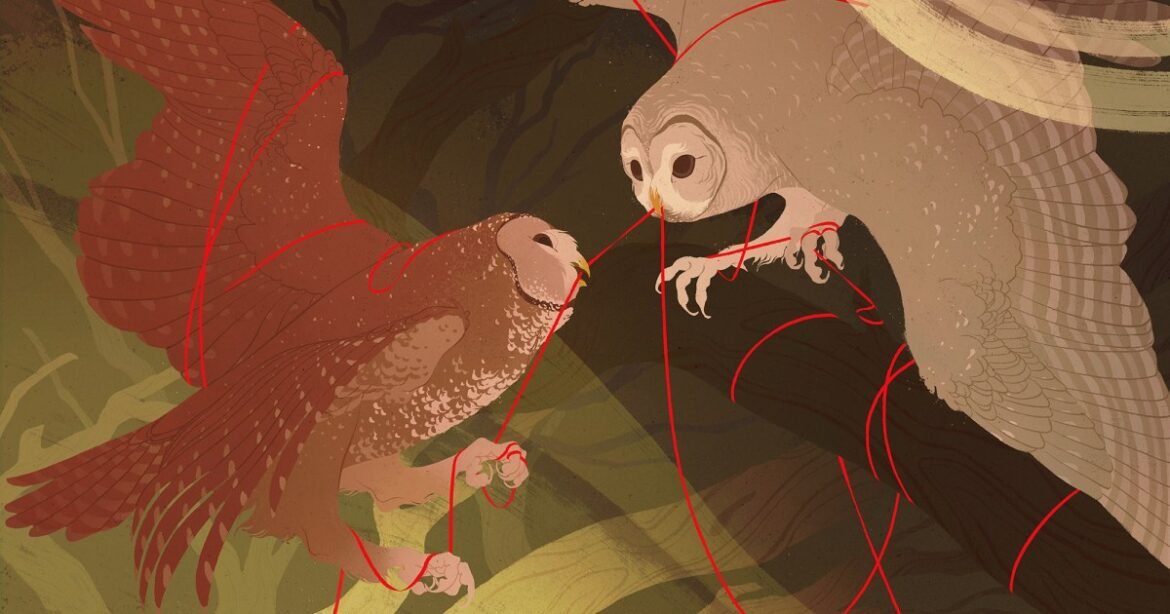 Should We Kill One Kind of Owl To Save Another? – Mother Jones