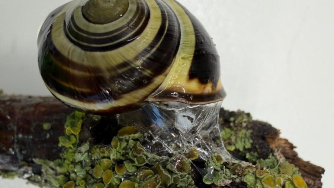 Sticky or slippery? Snails can change their slime to meet the moment : NPR