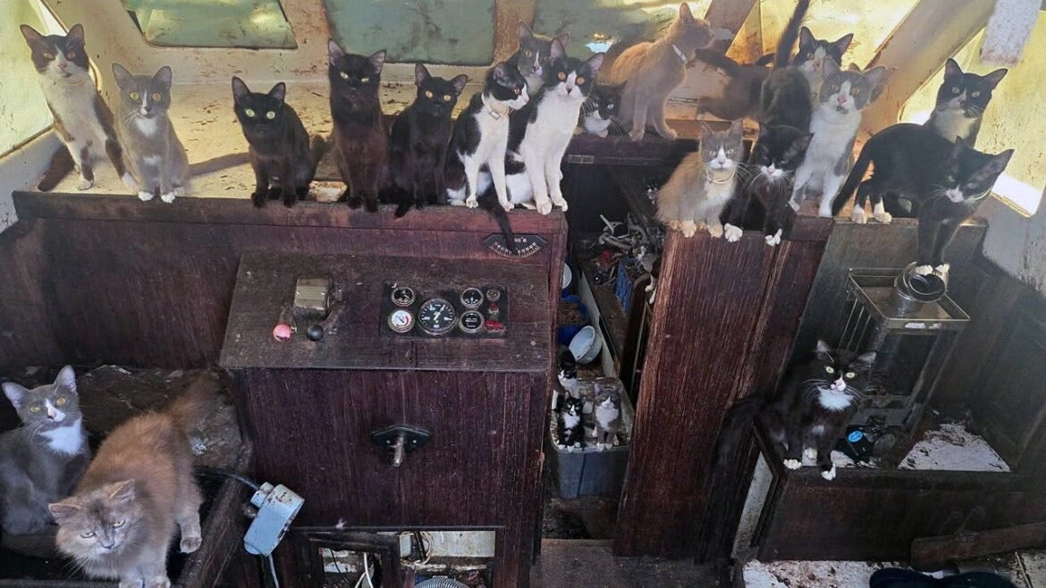 Tacoma sailboat found abandoned with 60 cats near Owens Beach, WA