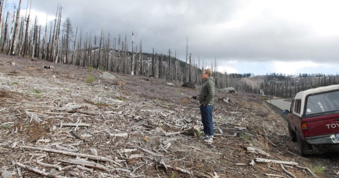 The Fight Over Spraying Roundup in California’s Forests Has Only Gotten Bigger – Mother Jones