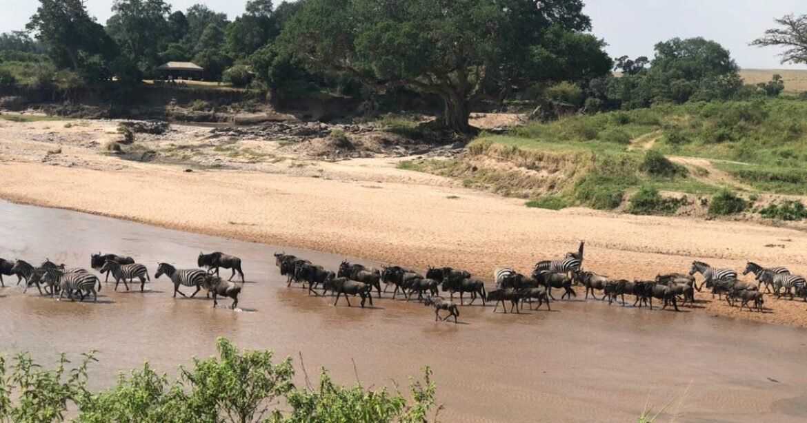 The battle for the Maasai Mara: Can Kenya’s most iconic ecosystem be saved? | Wildlife
