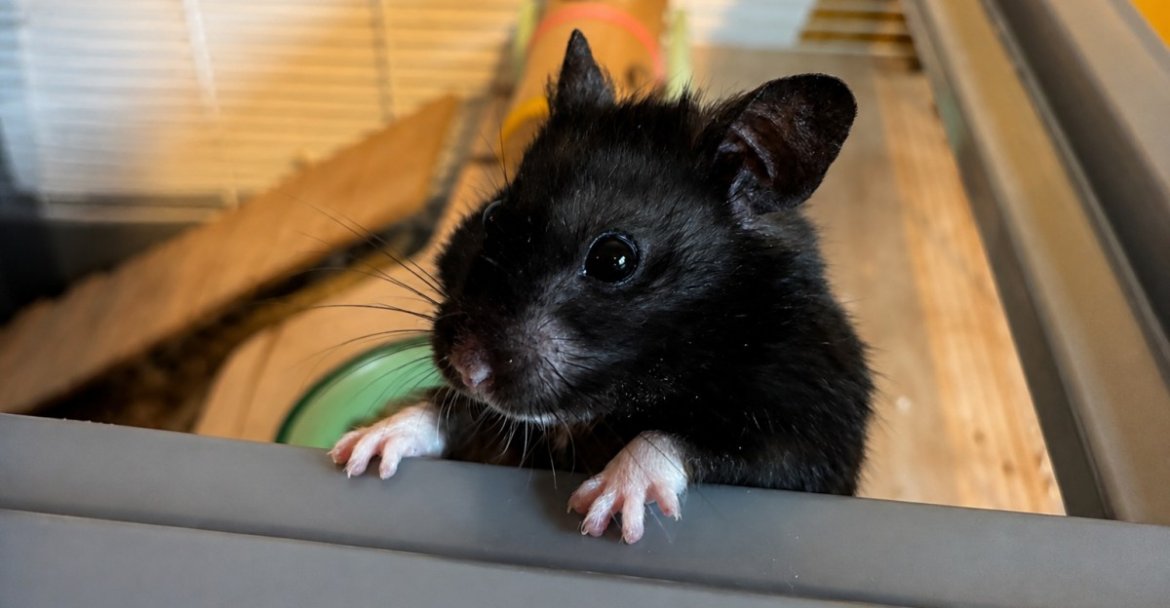 The internet loves Mollie, a hamster who runs six miles a night. Should it?
