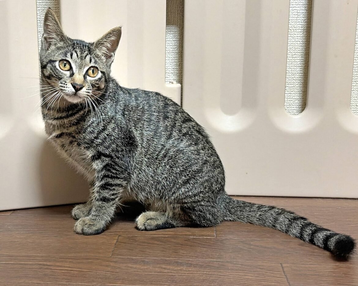 This cat is a supernova