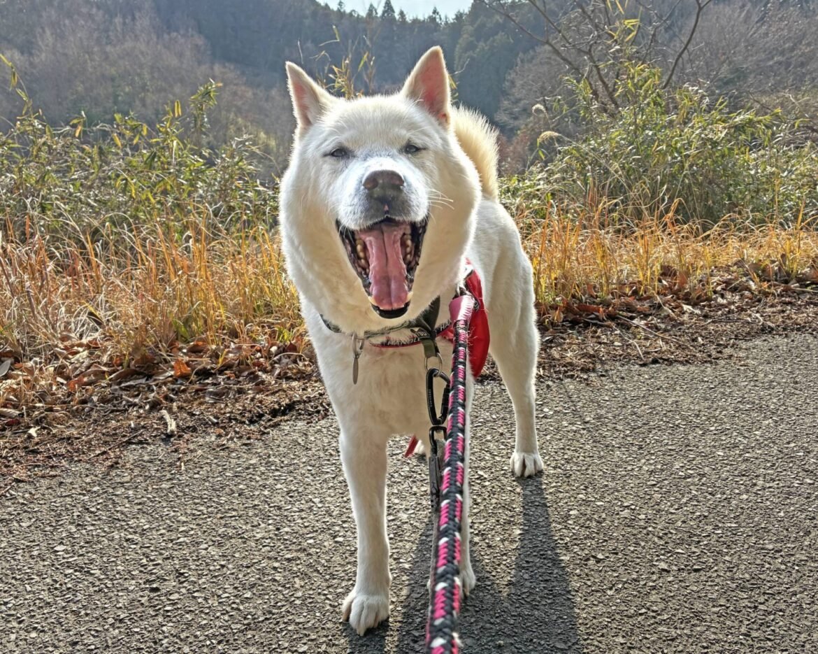 This pup has a new take on life