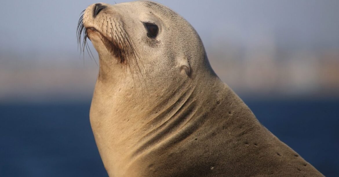 Trump Administration’s New Priorities Put Profits Ahead of Marine Conservation – Mother Jones