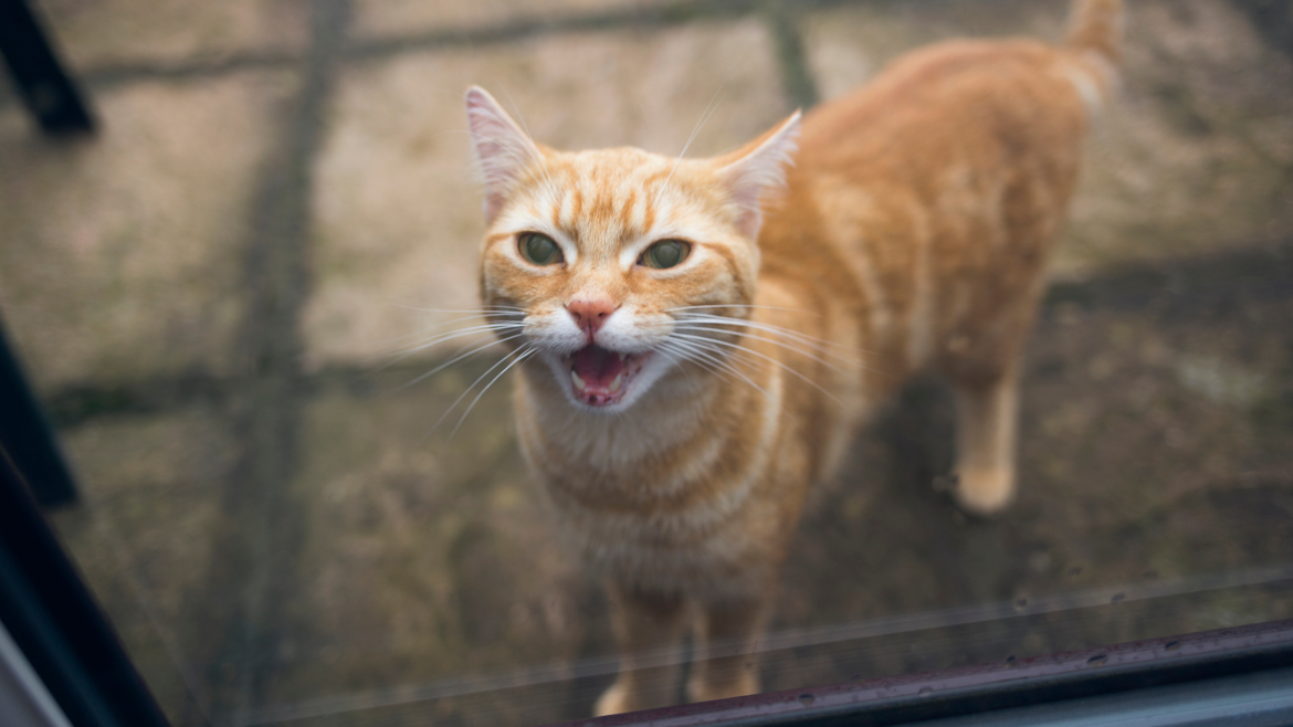 Why do cats yowl? | Live Science