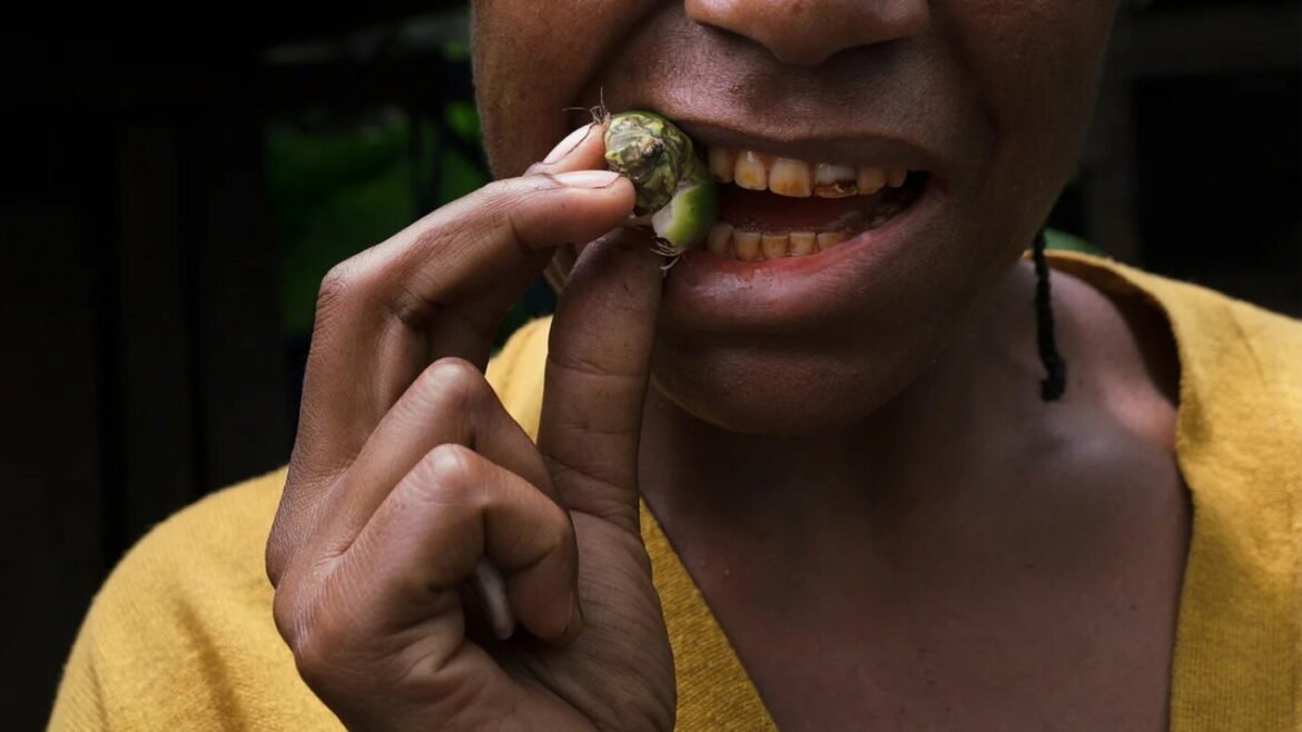 Ancient teeth pose a mystery. The answer might be: betel nuts : NPR