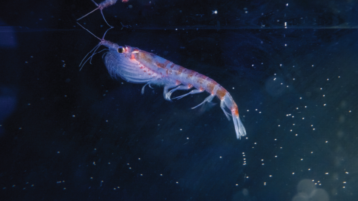 Antarctic krill discovered in deep-sea hydrothermal vents : NPR