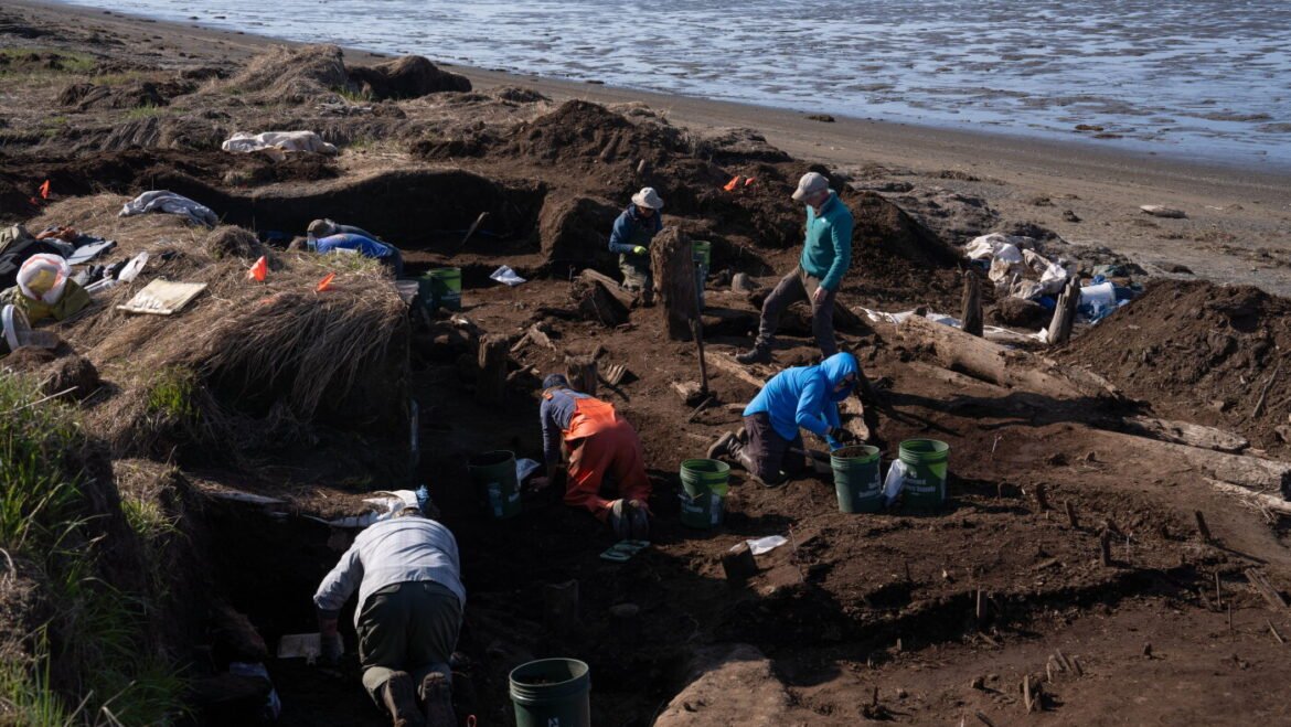 Archaeologists are racing to save precious artifacts in Alaska : NPR