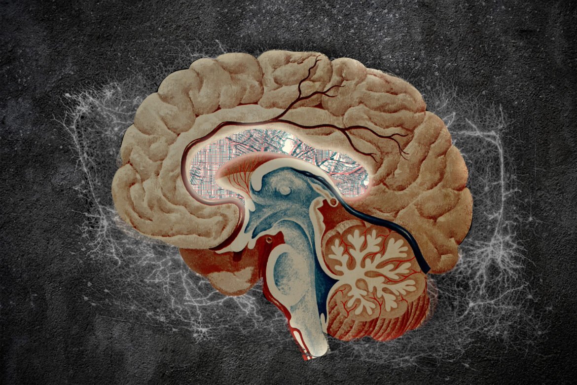 Atlas of the brain’s striatum could guide researchers to new drug treatments | MIT News