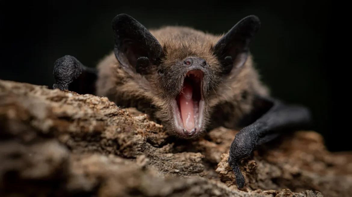 Bats carry dangerous viruses without getting sick. This may be why