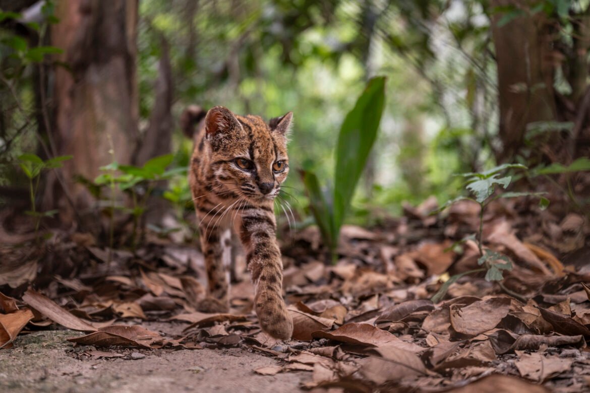 A new cat species walking through the Bolivian forest.