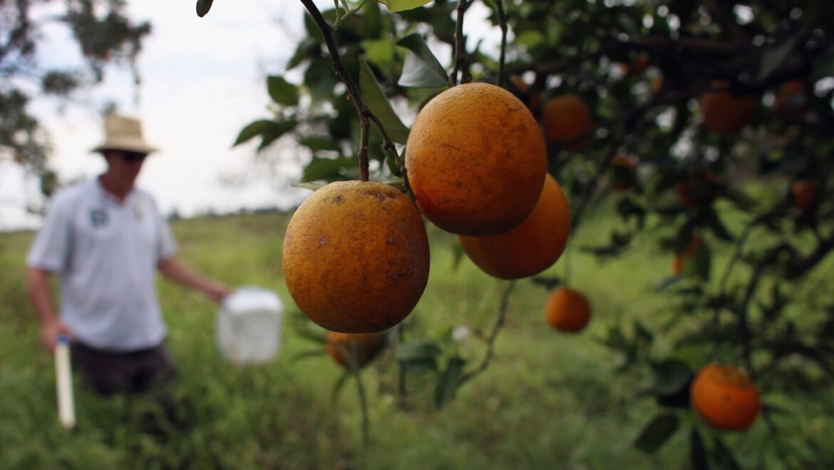 Could trees developed with gene-editing technology protect Florida's citrus industry? : NPR