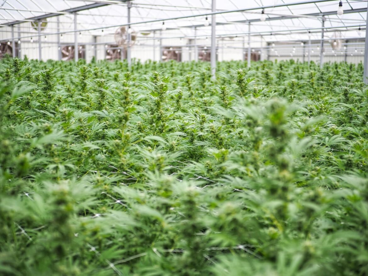 Hemp entrepreneurs in Florida receive a reprieve  — at least for another month • Florida Phoenix