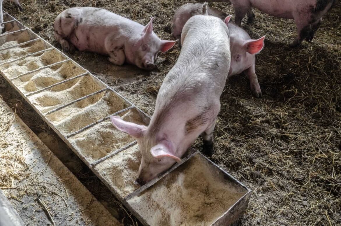 Hogs See Mixed Tuesday Action as Traders Look to Wednesday