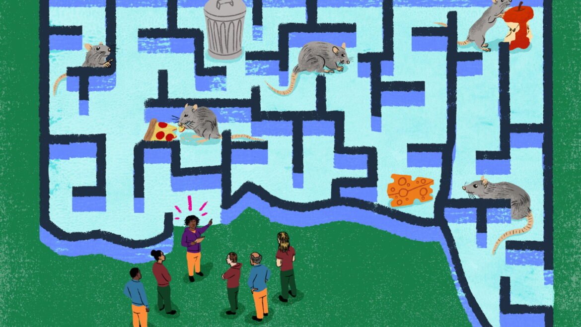 How to control the rat numbers? Train the humans : NPR