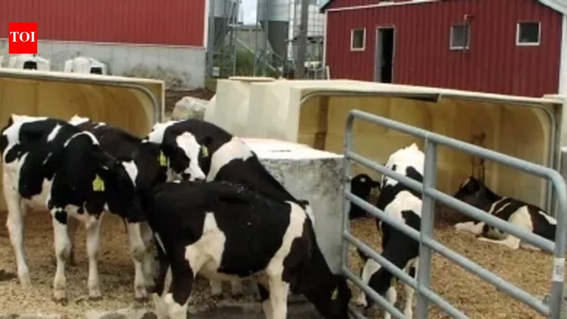 In 2011, a Massachusetts dairy installed the state's first agricultural digester; by 2020, manure and food waste were saving it $155,000 a year on heat, fertiliser, and bedding