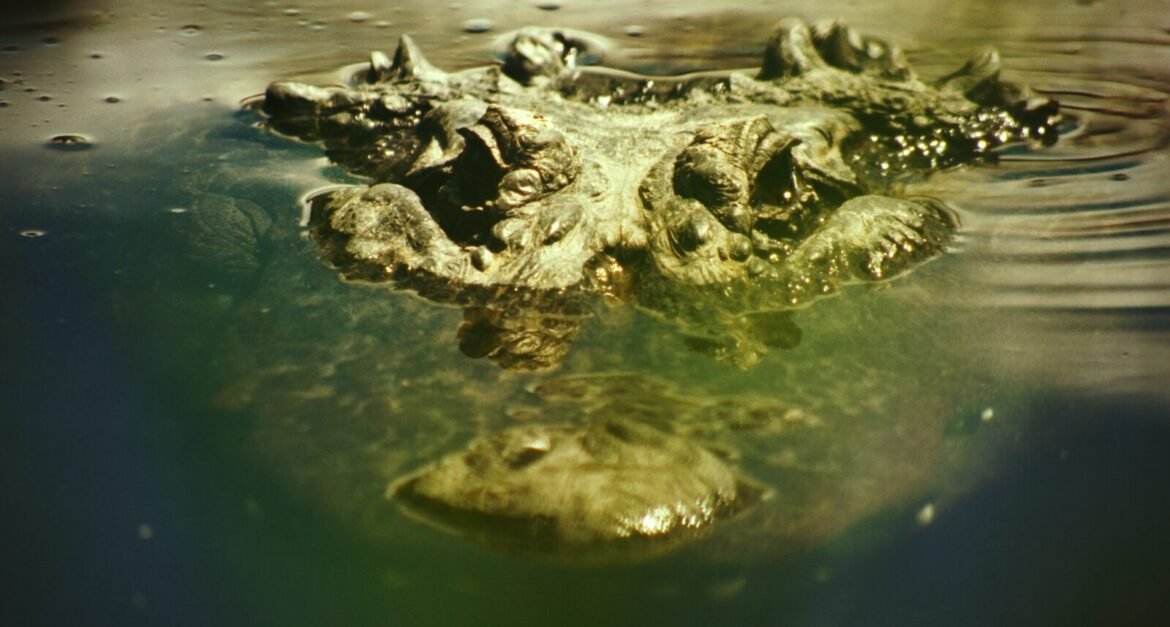 In 'Gatorville,' Freddie Gluck Captures a Childhood Among Gators