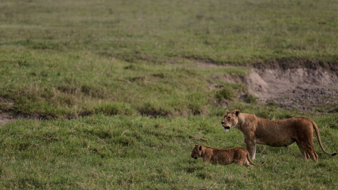 Investigation into 10 lion deaths in Tanzania focused on poisoning : NPR