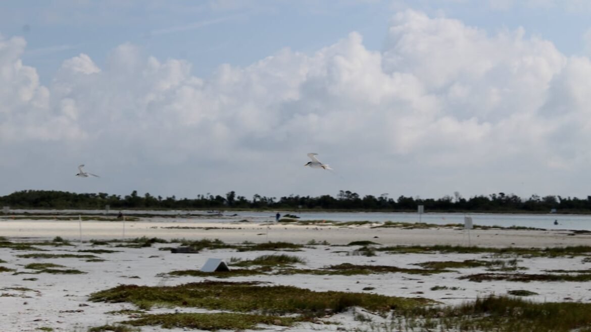 Pinellas increases beach parking fees; Hillsborough plans animal shelter