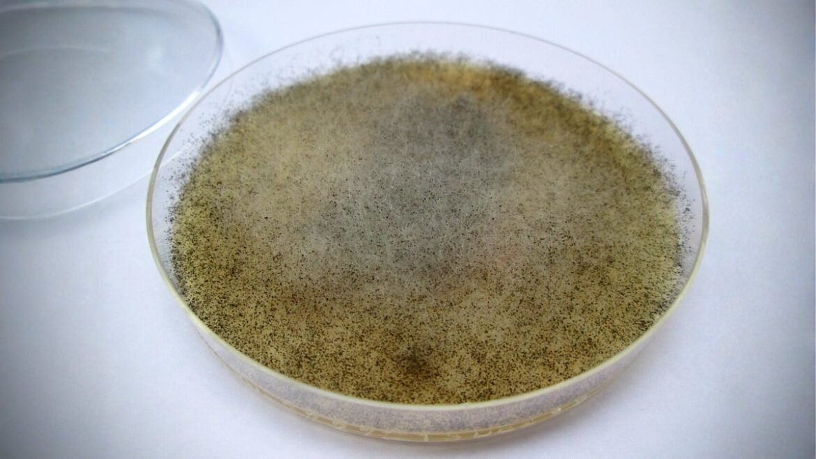 Scientists Find a Fungus That Could Protect The Body From Radiation : ScienceAlert