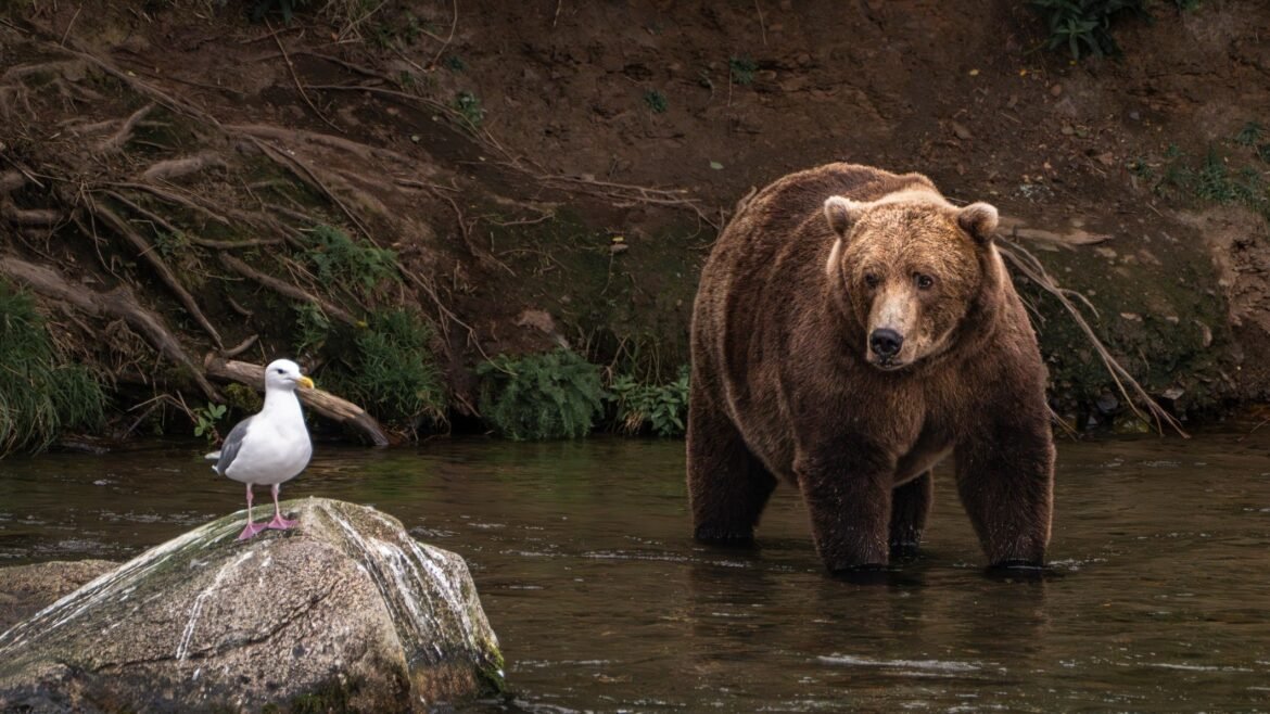 Should We All Be Fat Bears With Our Money?